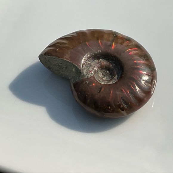 Ammonite (Rams Head) - Picture 11 of 12
